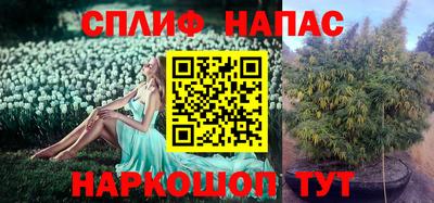 гидра Брянск